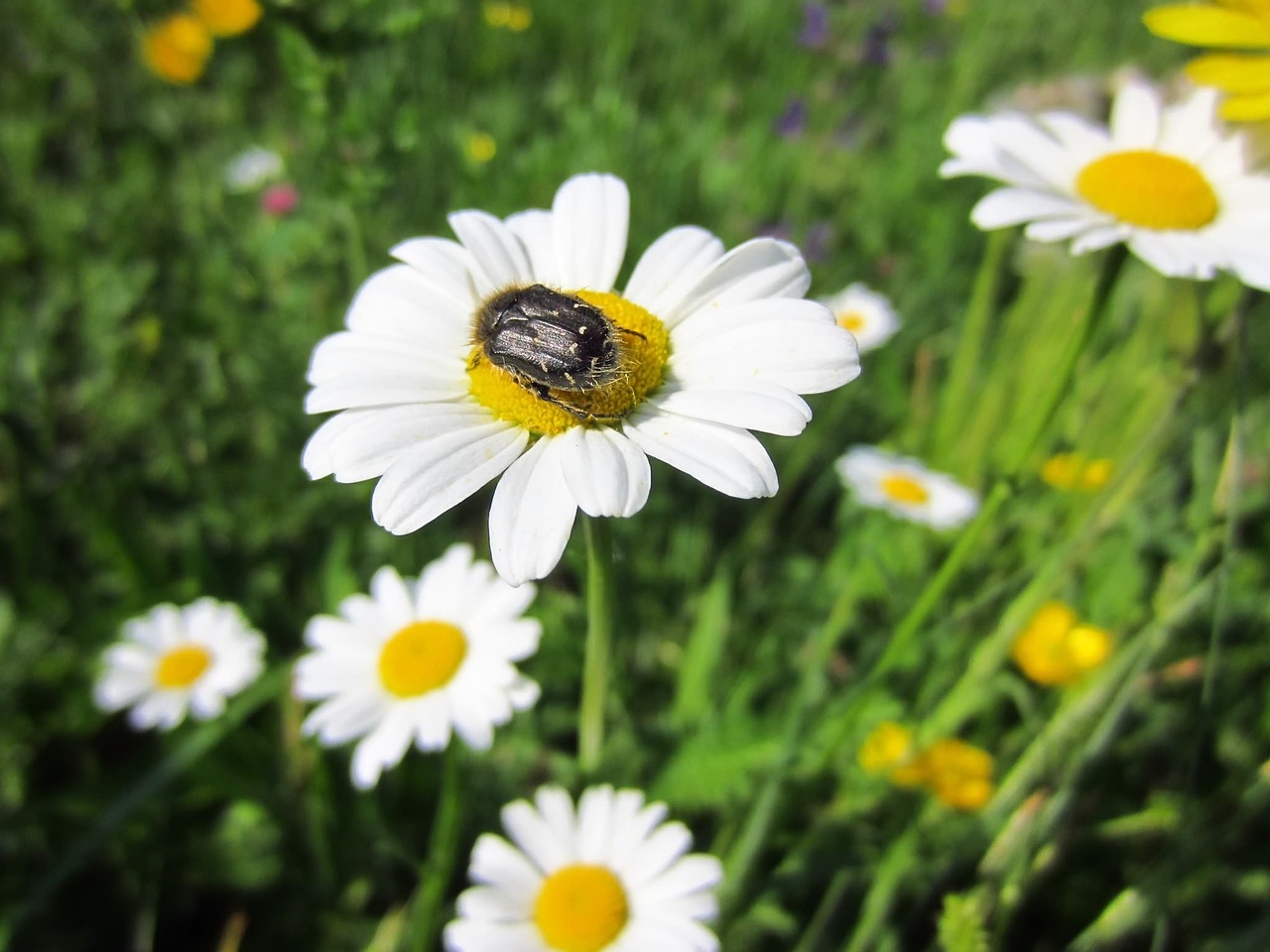 marguerite insect blossom free photo