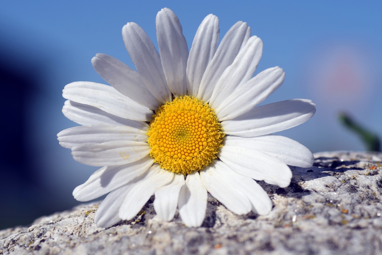 marguerite flower white free photo