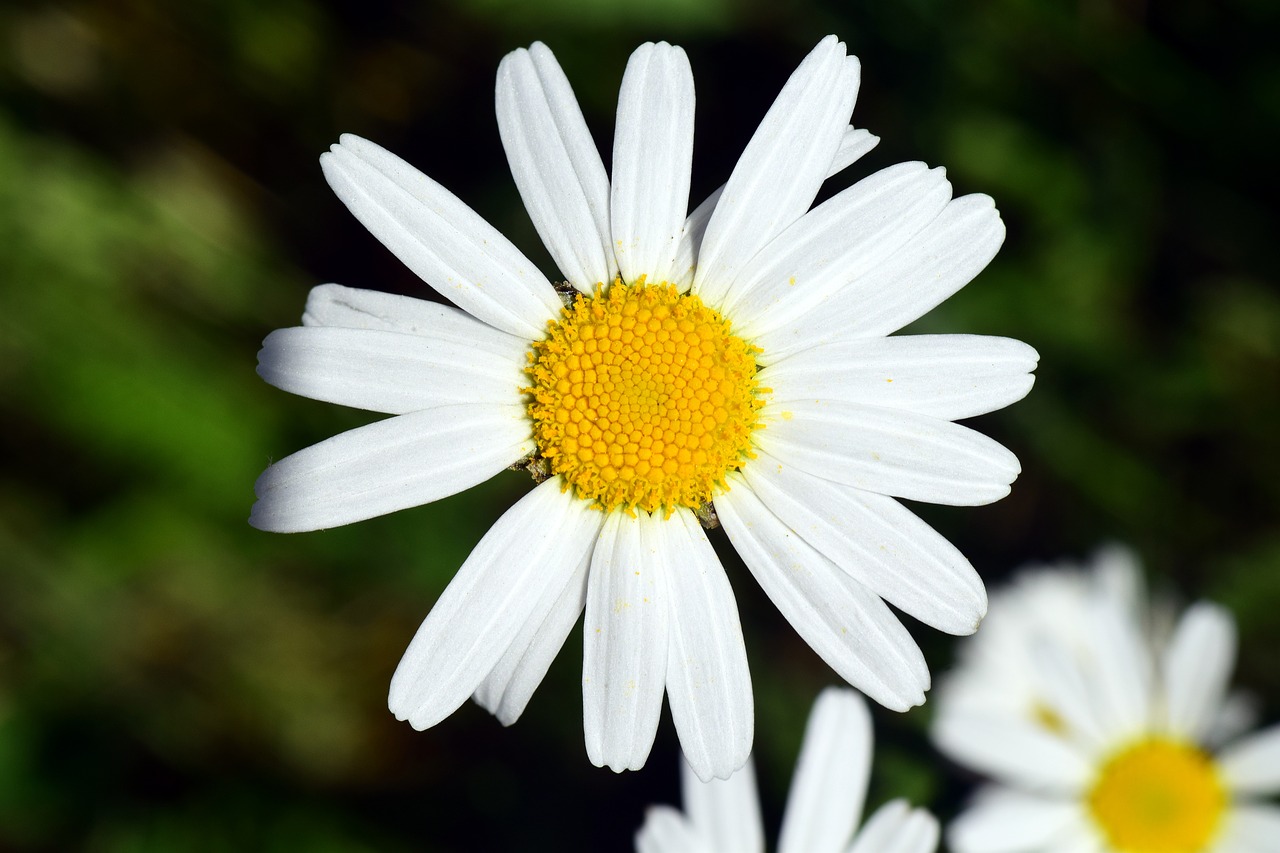 marguerite flower white free photo