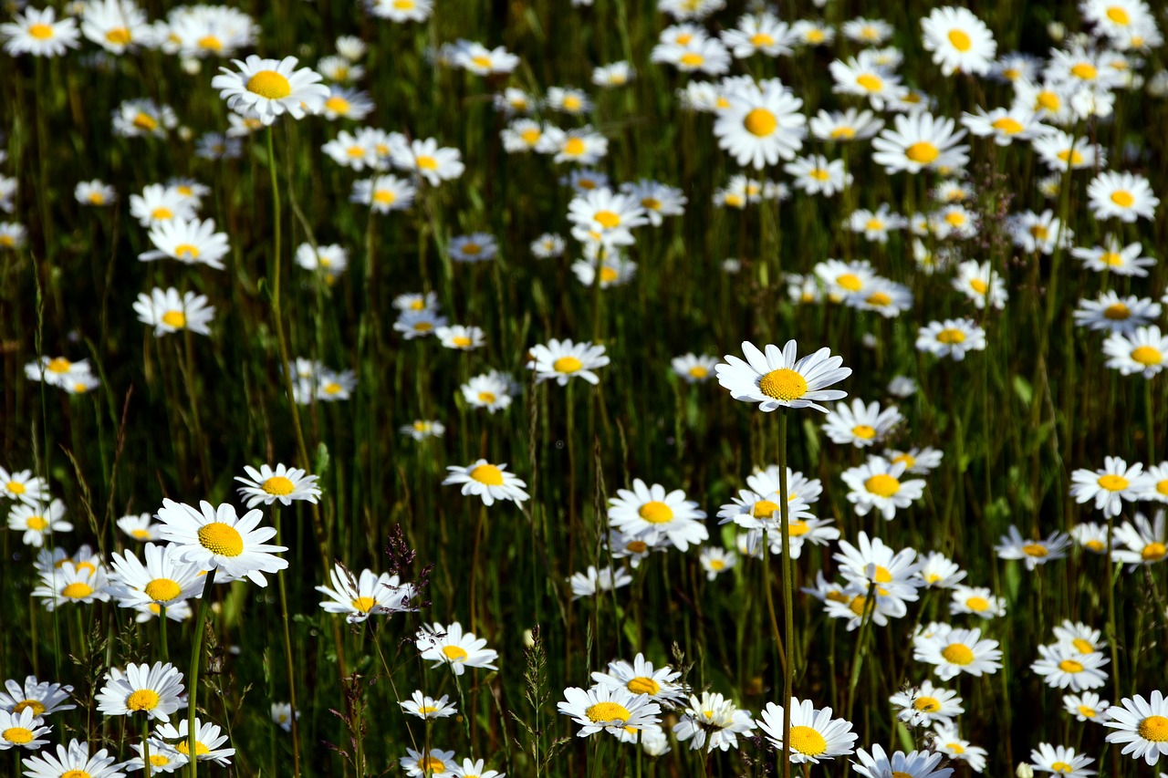 marguerite daisy field yellow free photo
