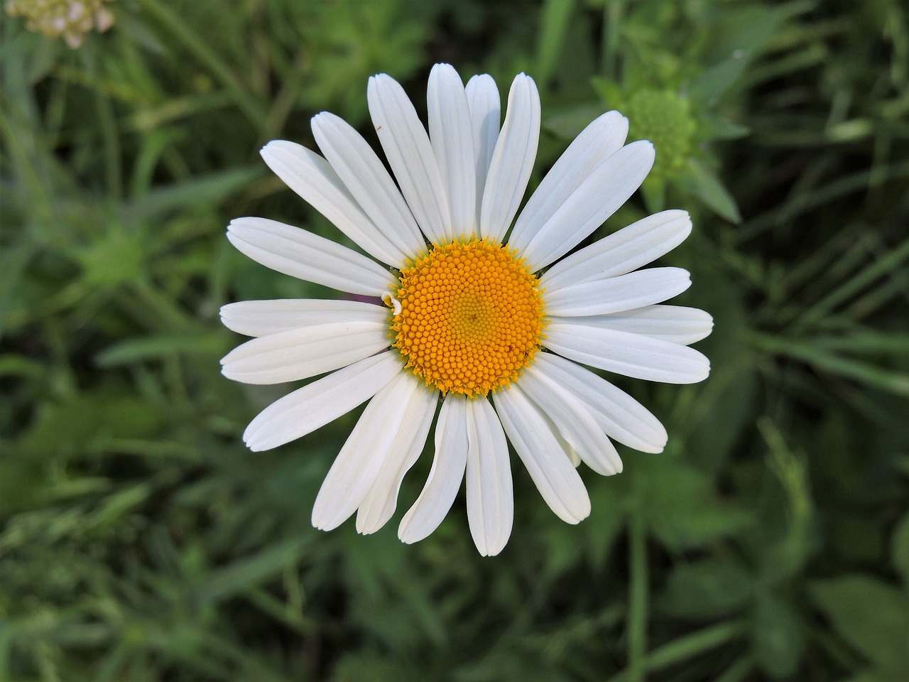 marguerite blossom bloom free photo