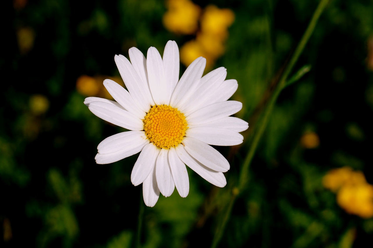 marguerite flower white free photo