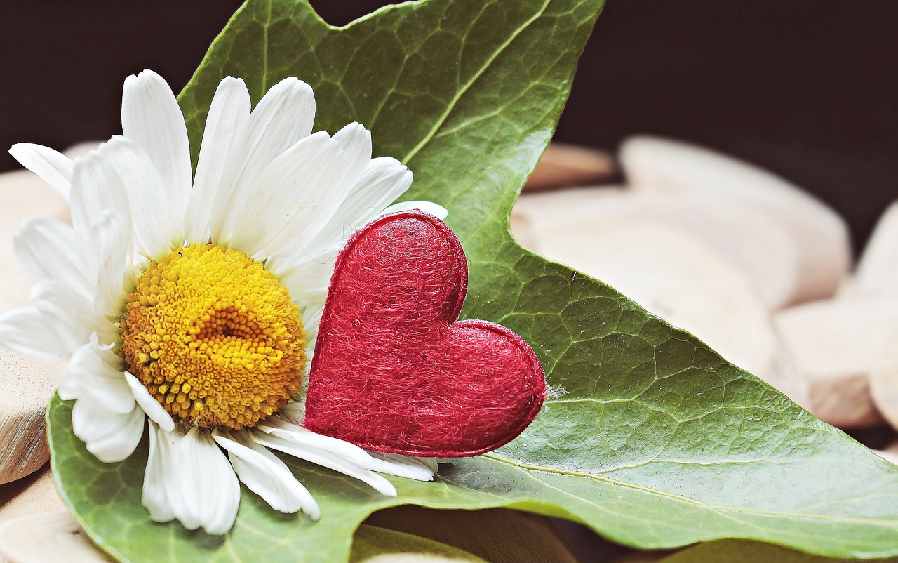 marguerite heart wood free photo