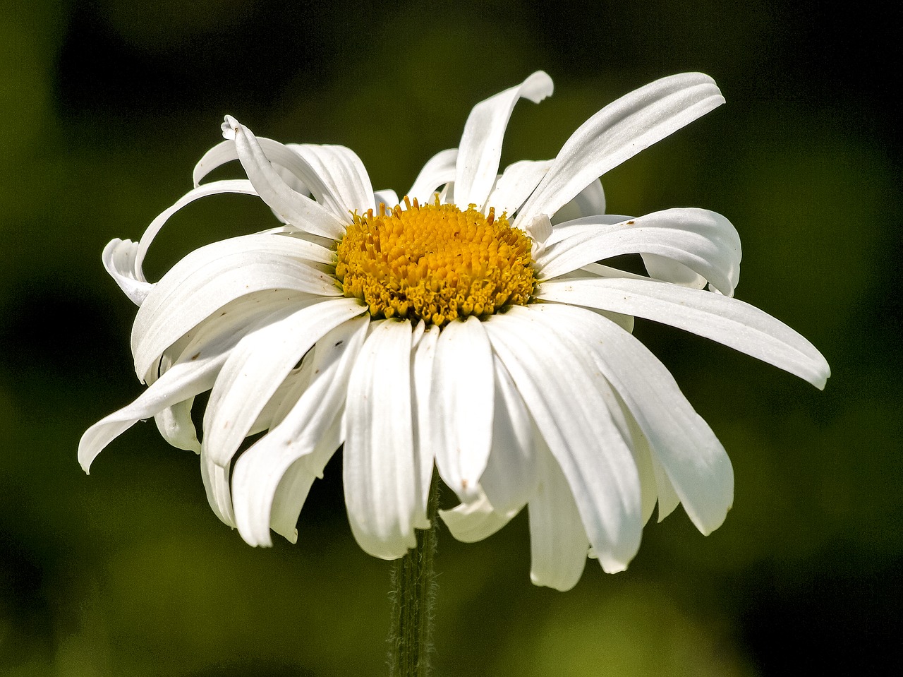 marguerite flower blossom free photo