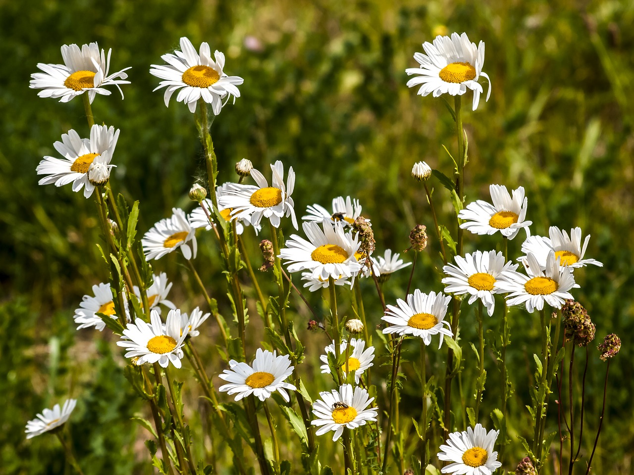 marguerite flower blossom free photo