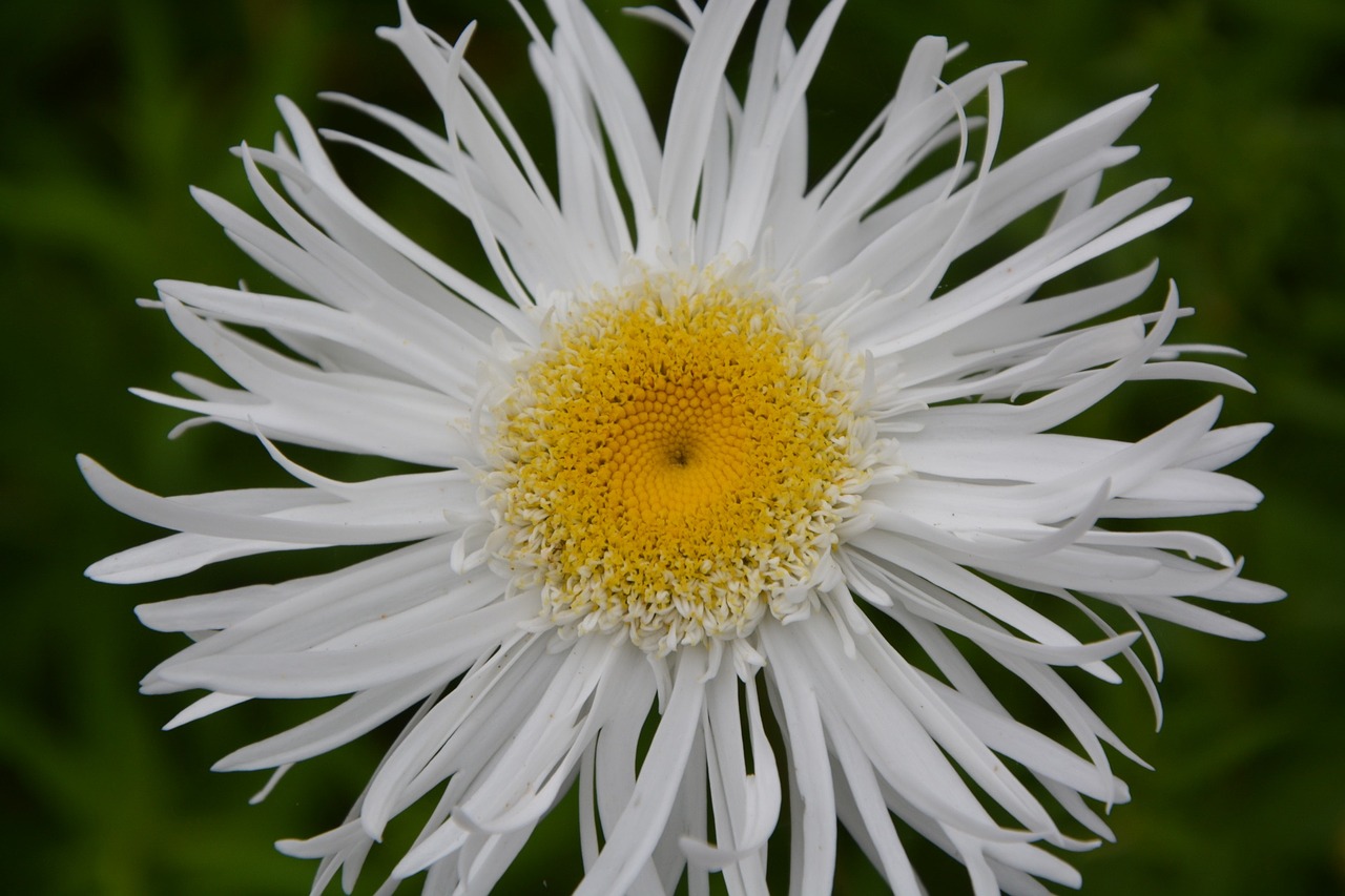 marguerite flower white free photo