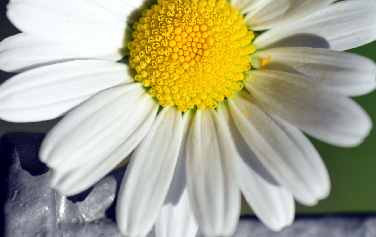 marguerite blossom bloom free photo