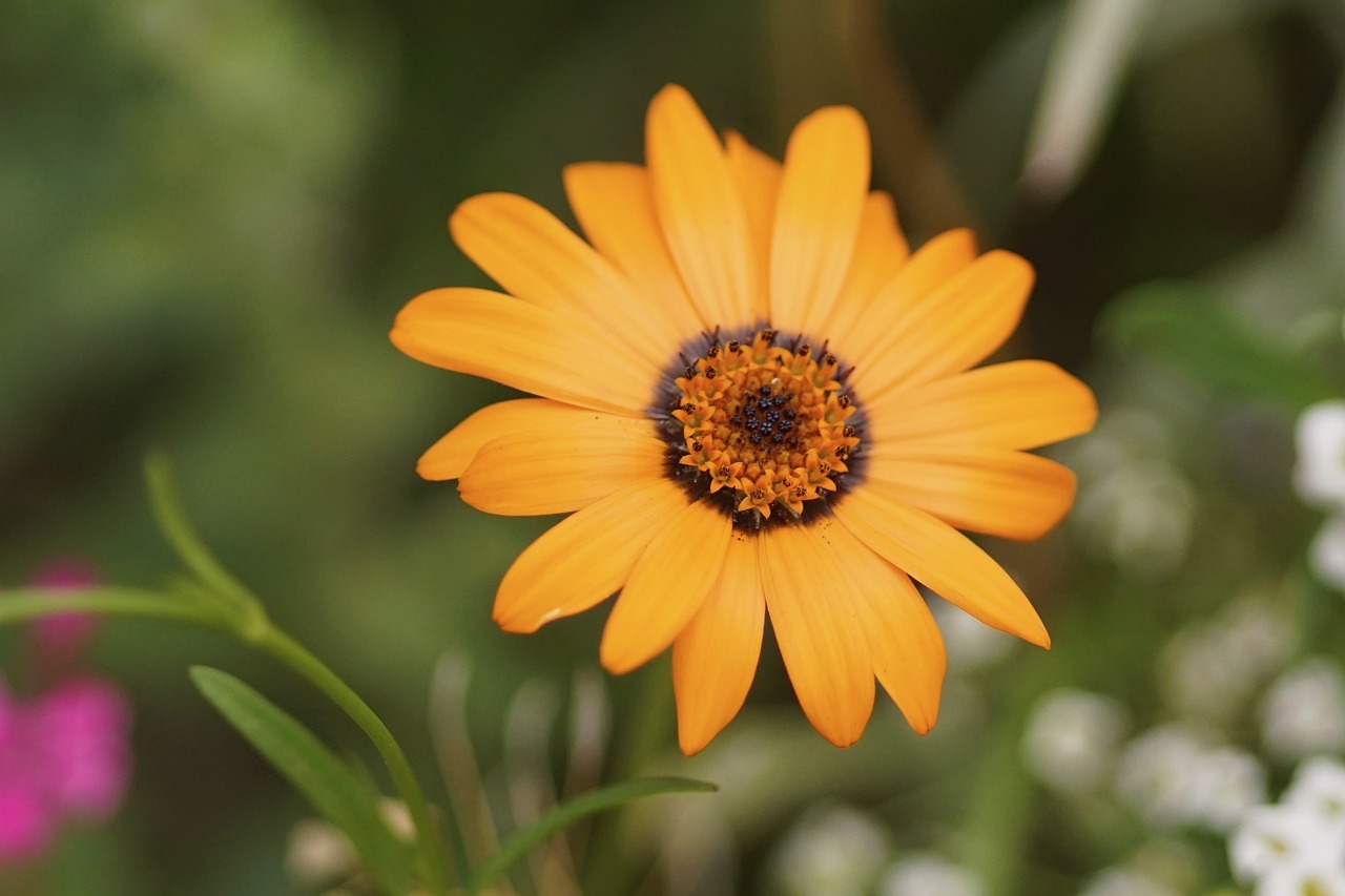 marguerite orange blossom free photo