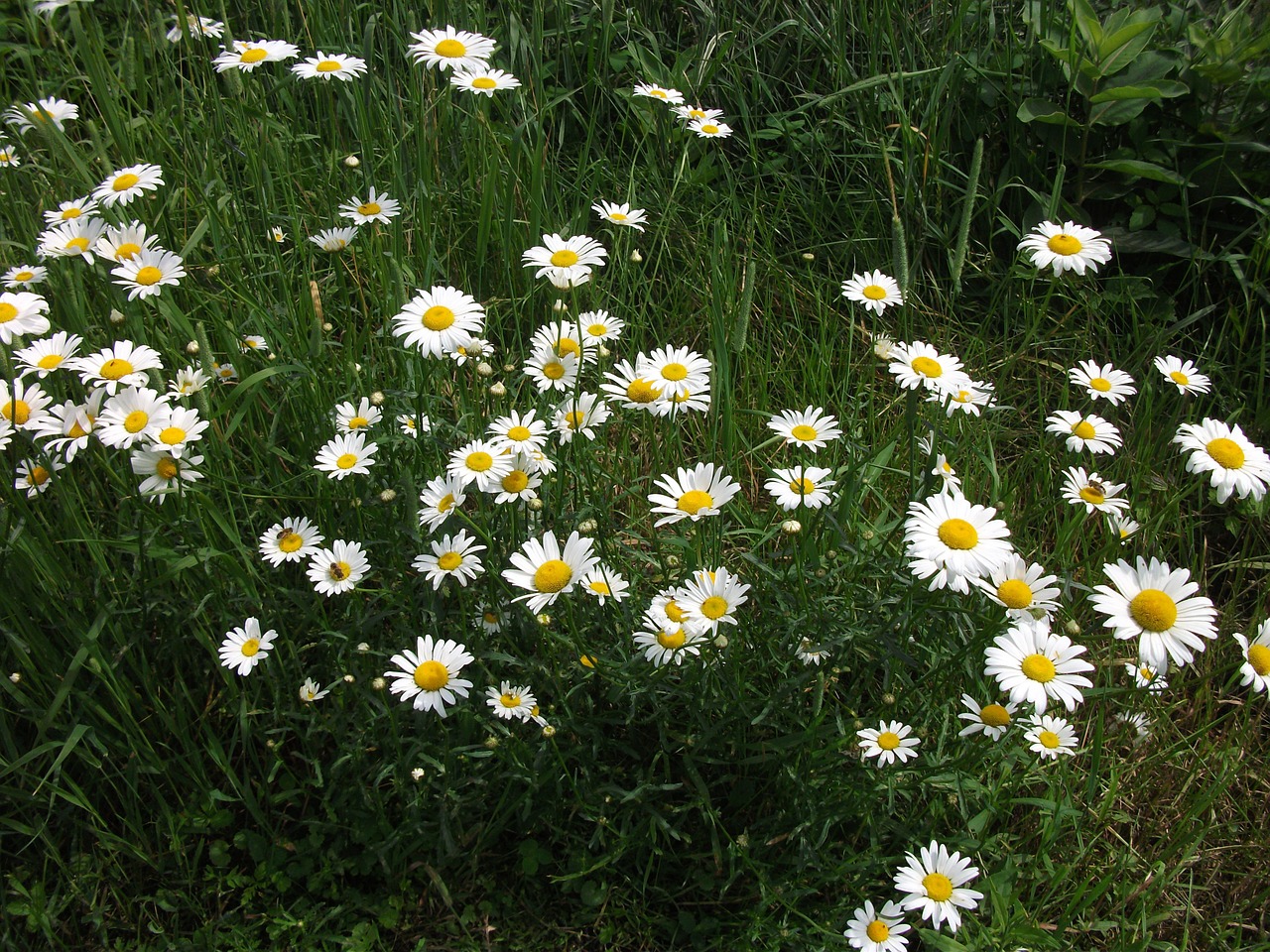 marguerite nature flowers free photo