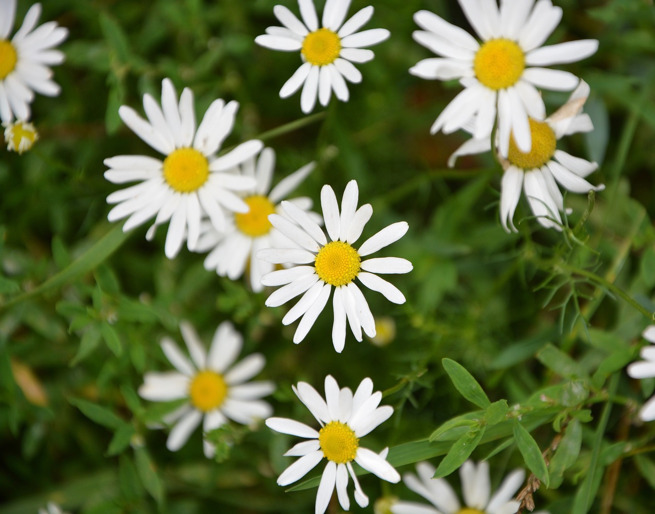 marguerite flowers wild free photo