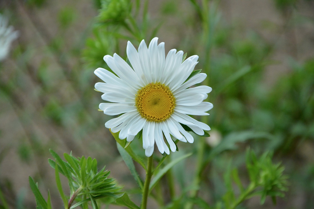 marguerite white petals free photo