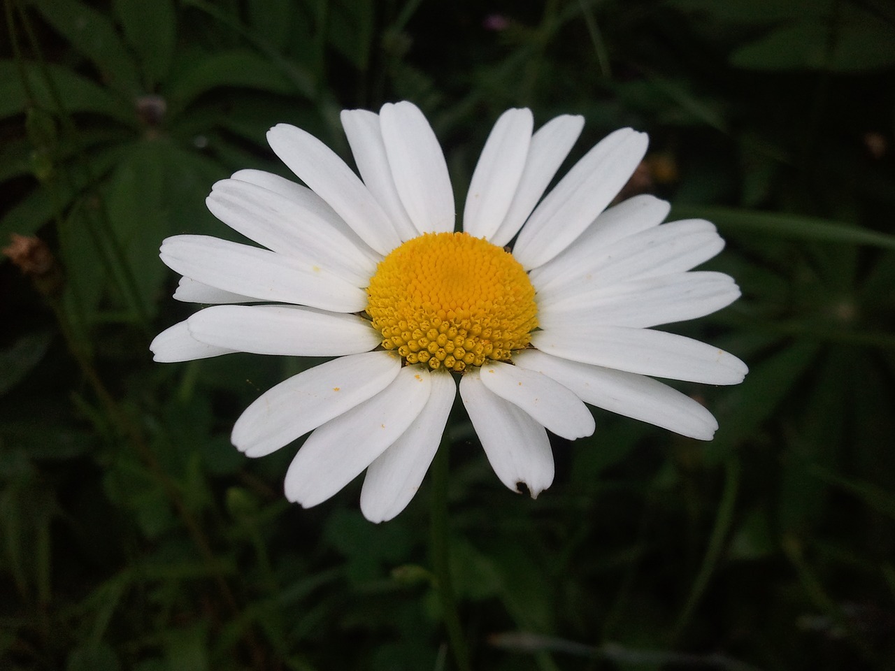 marguerite nature garden free photo