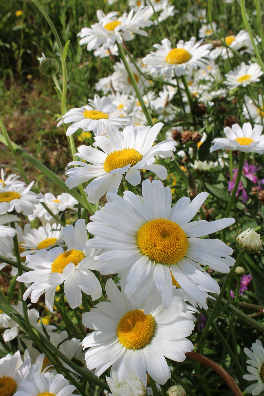 marguerite flower green free photo