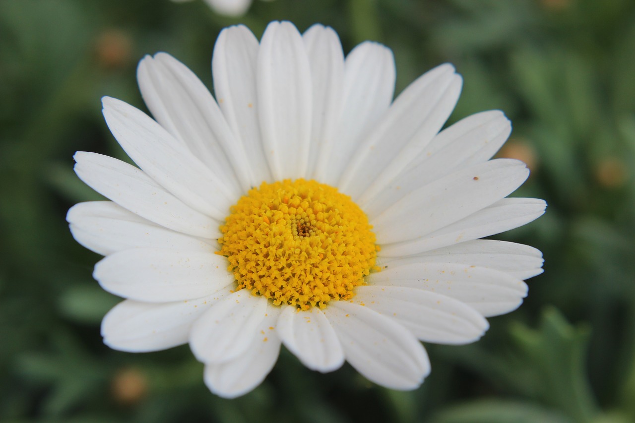 marguerite leucanthemum composites free photo