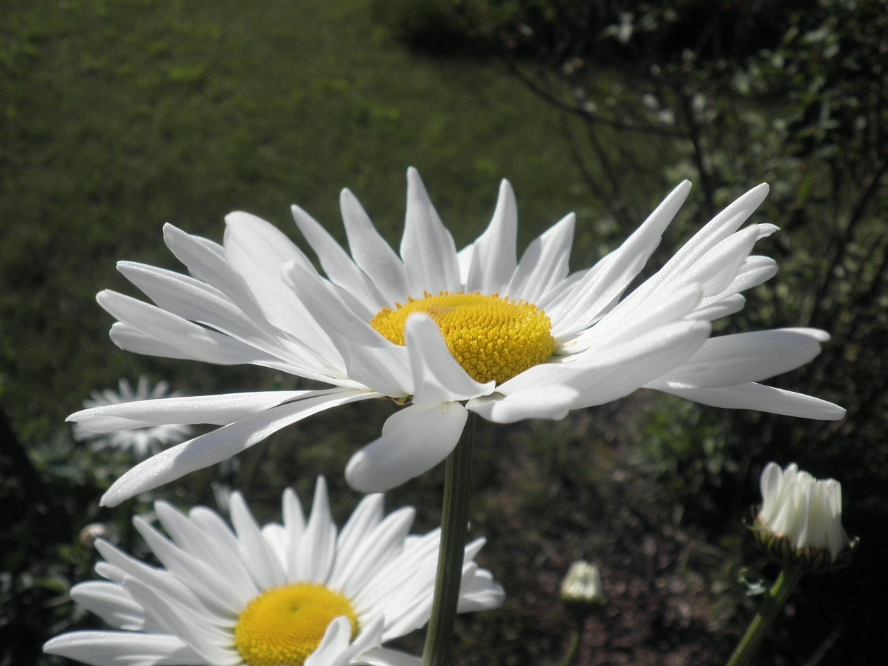 marguerite leucanthemum composites free photo