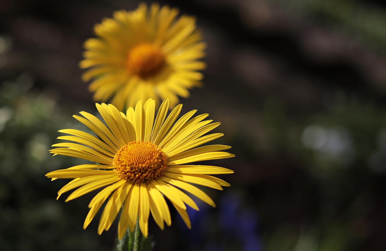 marguerite  flower  argyranthemum frutescens free photo