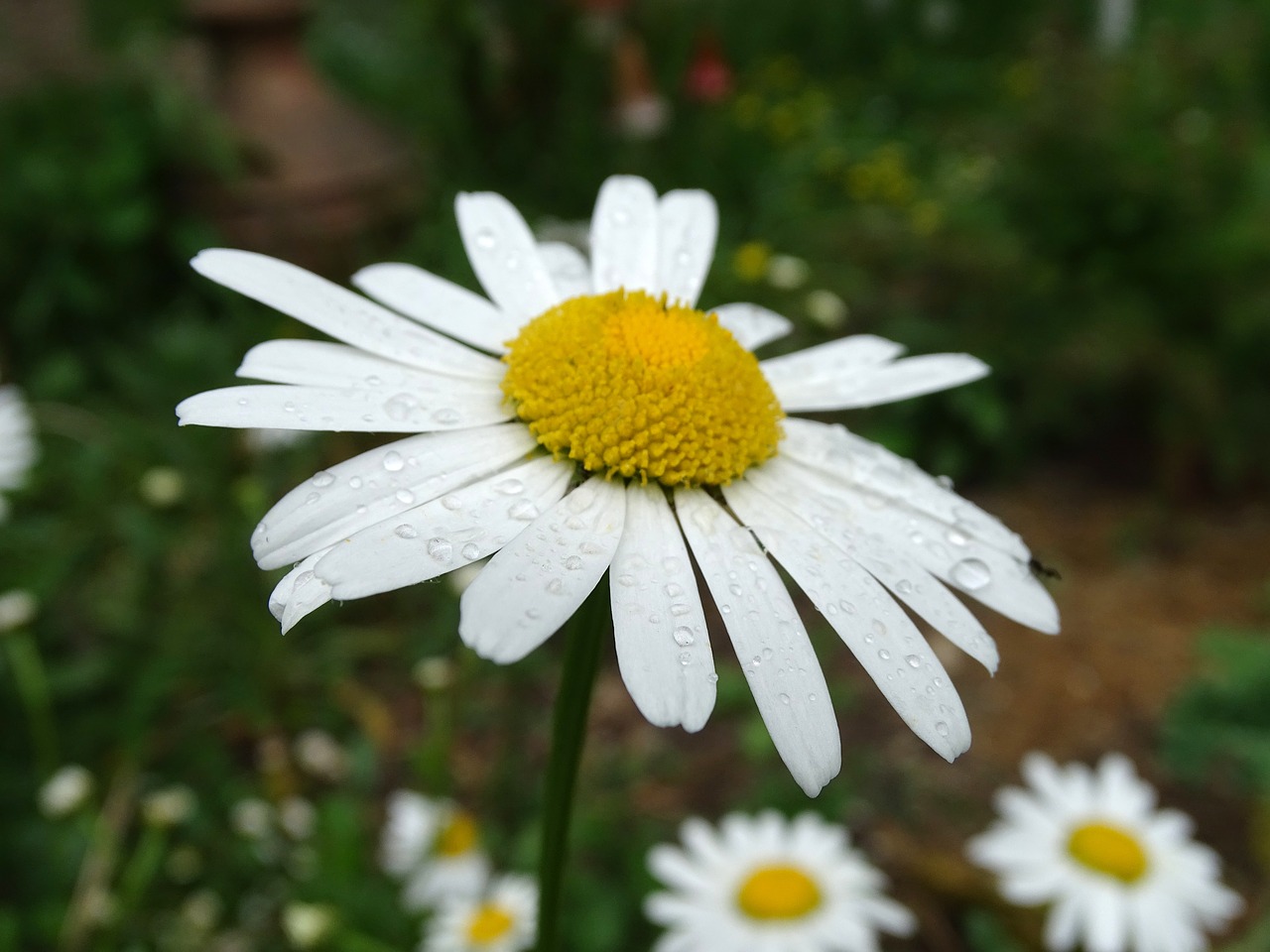 marguerite  raindrop  wild daisy free photo