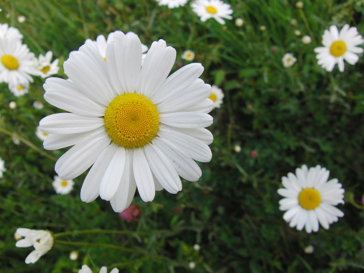 marguerite flower yellow free photo