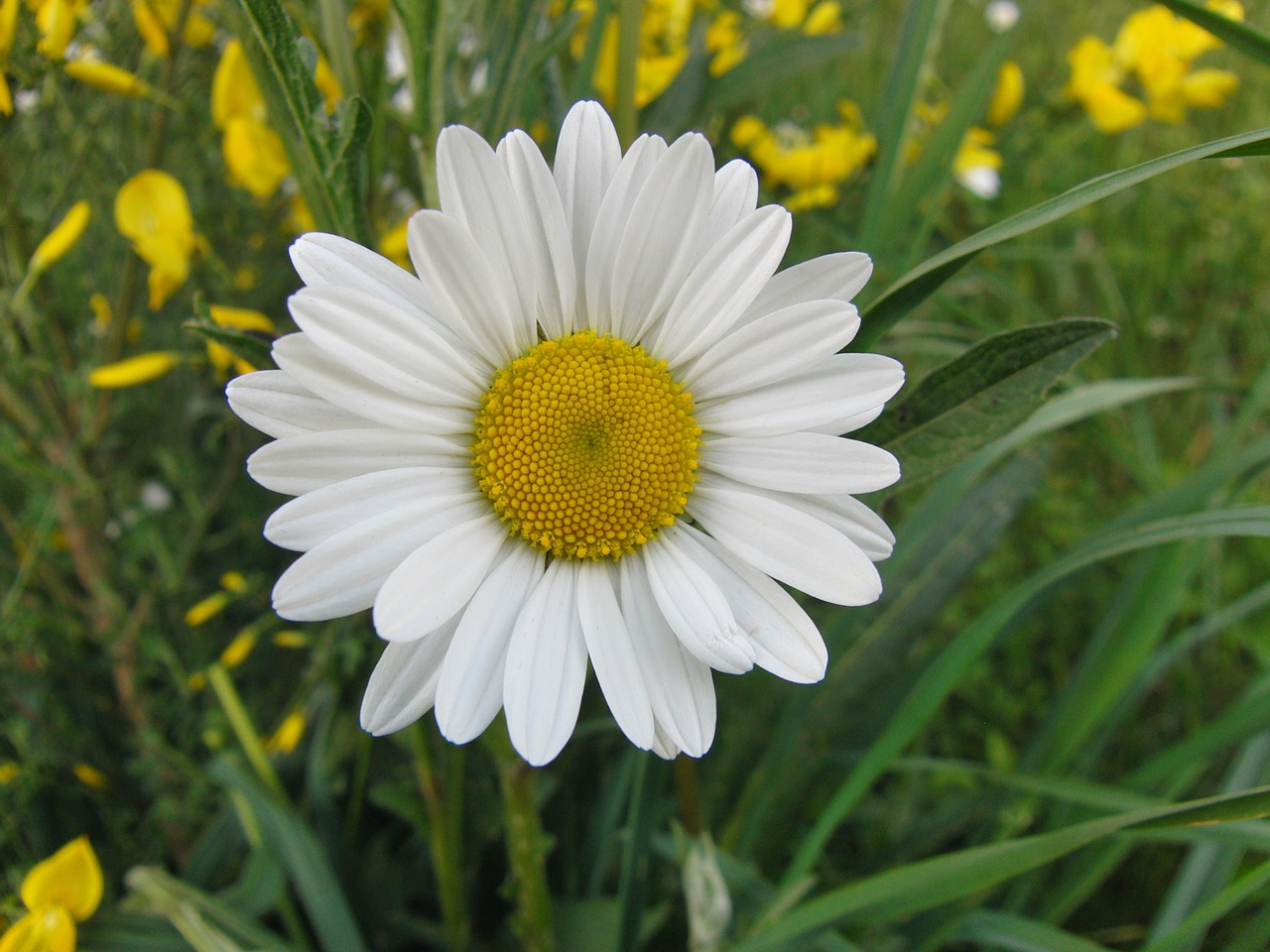 marguerite daisy yellow white free photo