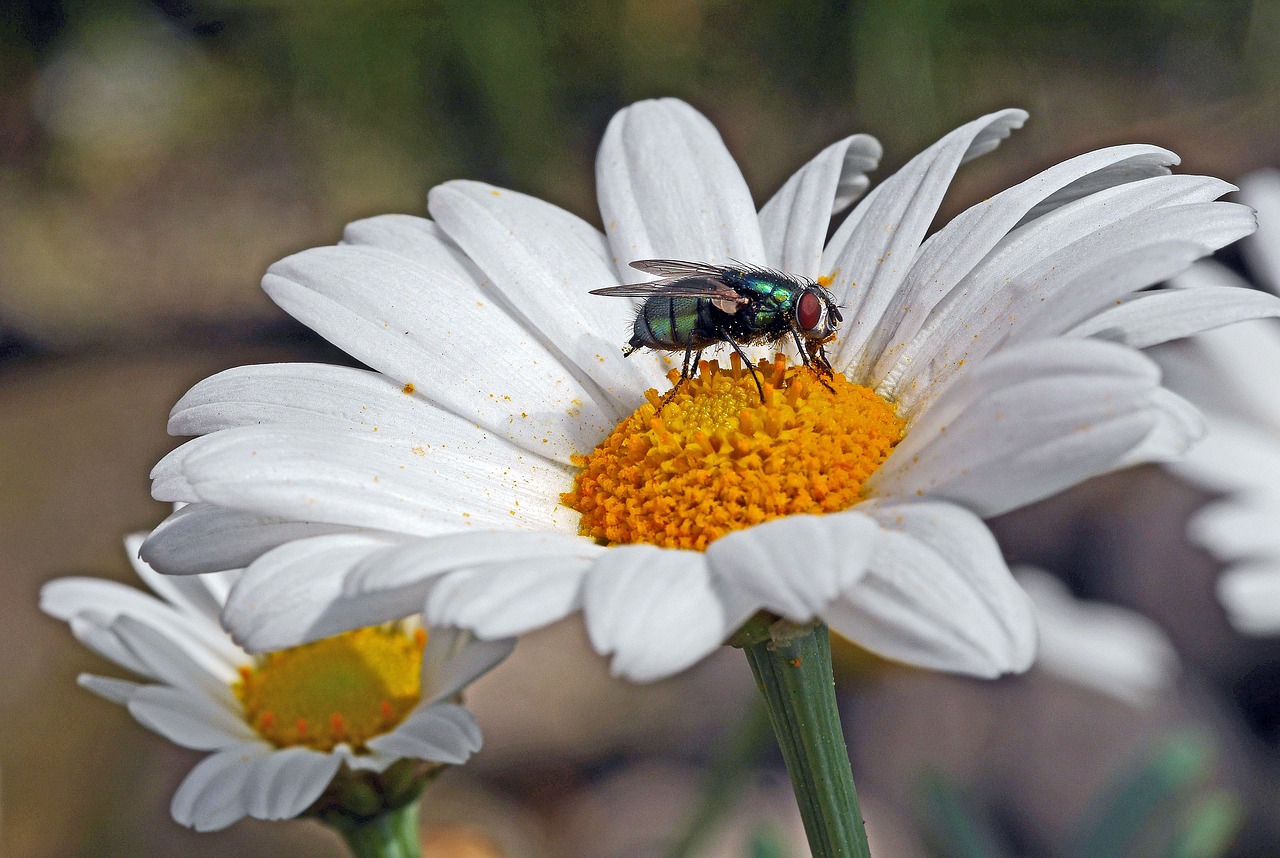 marguerite  blossom  bloom free photo