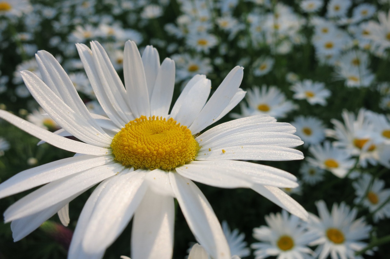 marguerite  pollen  yellow heart free photo