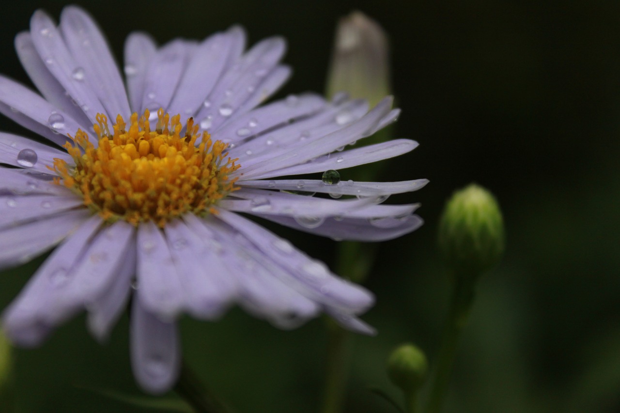 marguerite  margaret  flowers free photo