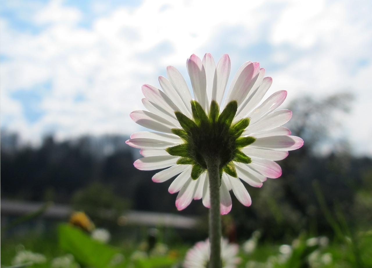 marguerite spring flower pointed flower free photo