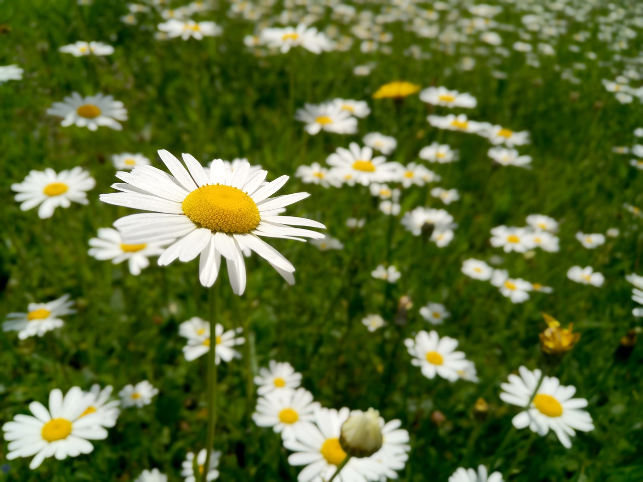 marguerite  flower  blossom free photo