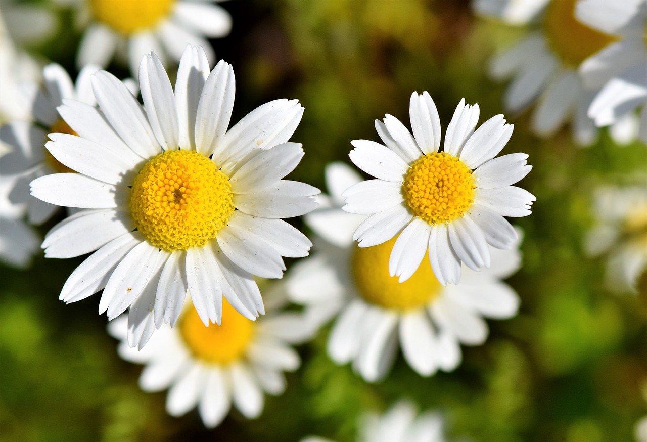 marguerite  tree daisy  daisy flower free photo