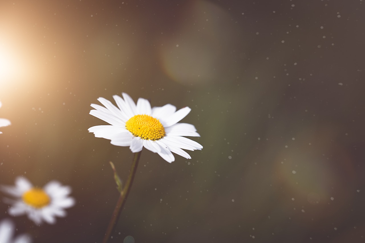 marguerite  flower  blossom free photo