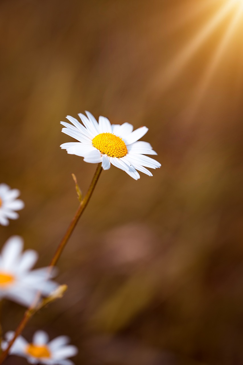 marguerite  white  flower free photo