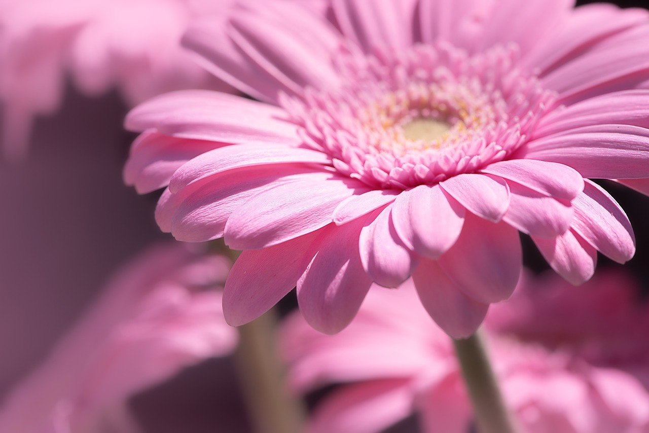 marguerite  pink  pink daisies free photo