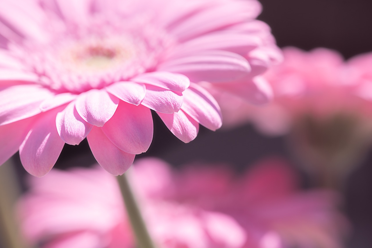 marguerite  flower  pink free photo