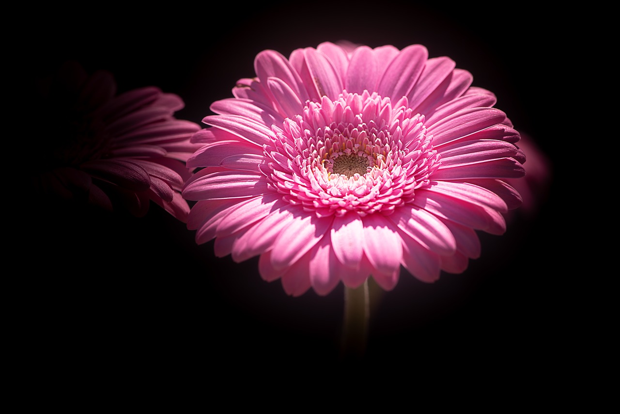 marguerite  pink  pink daisy free photo