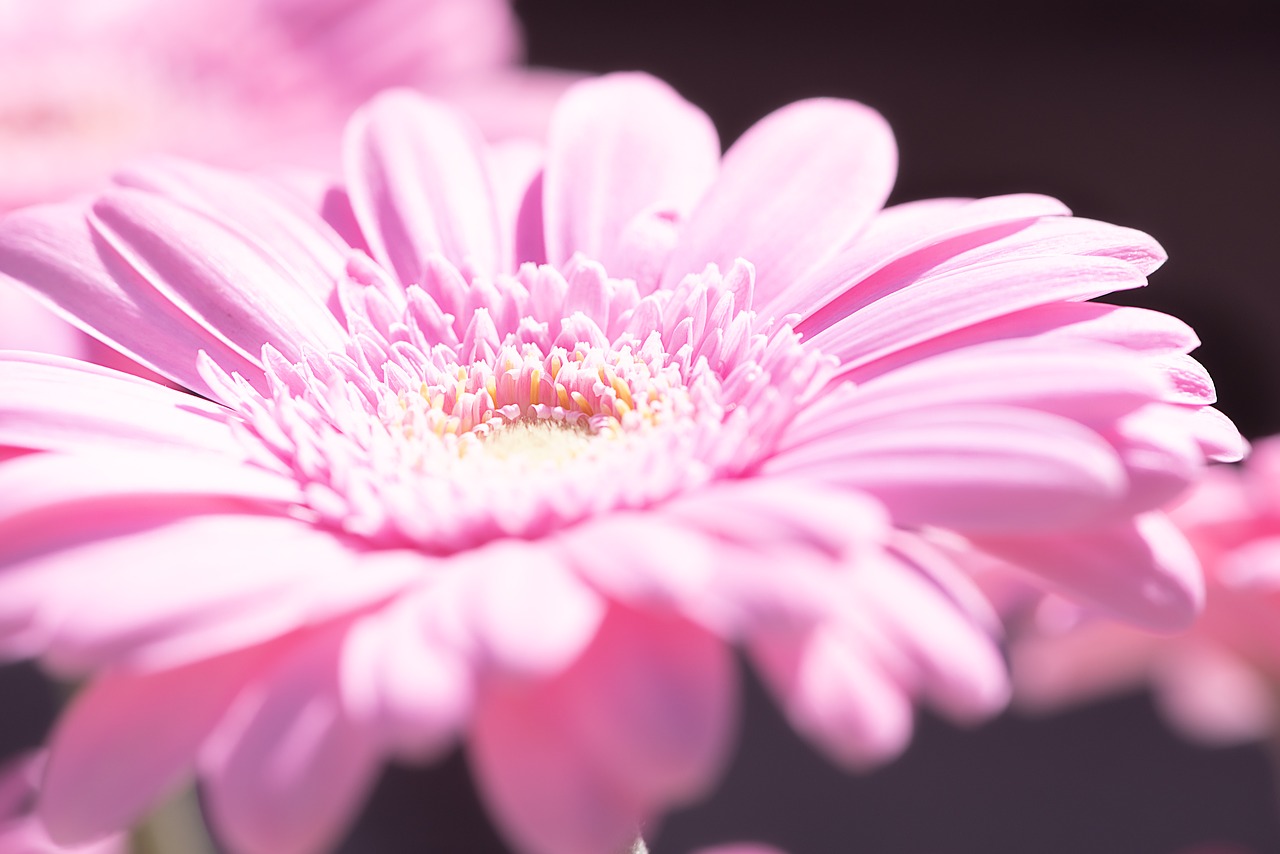 marguerite  pink  pink daisy free photo