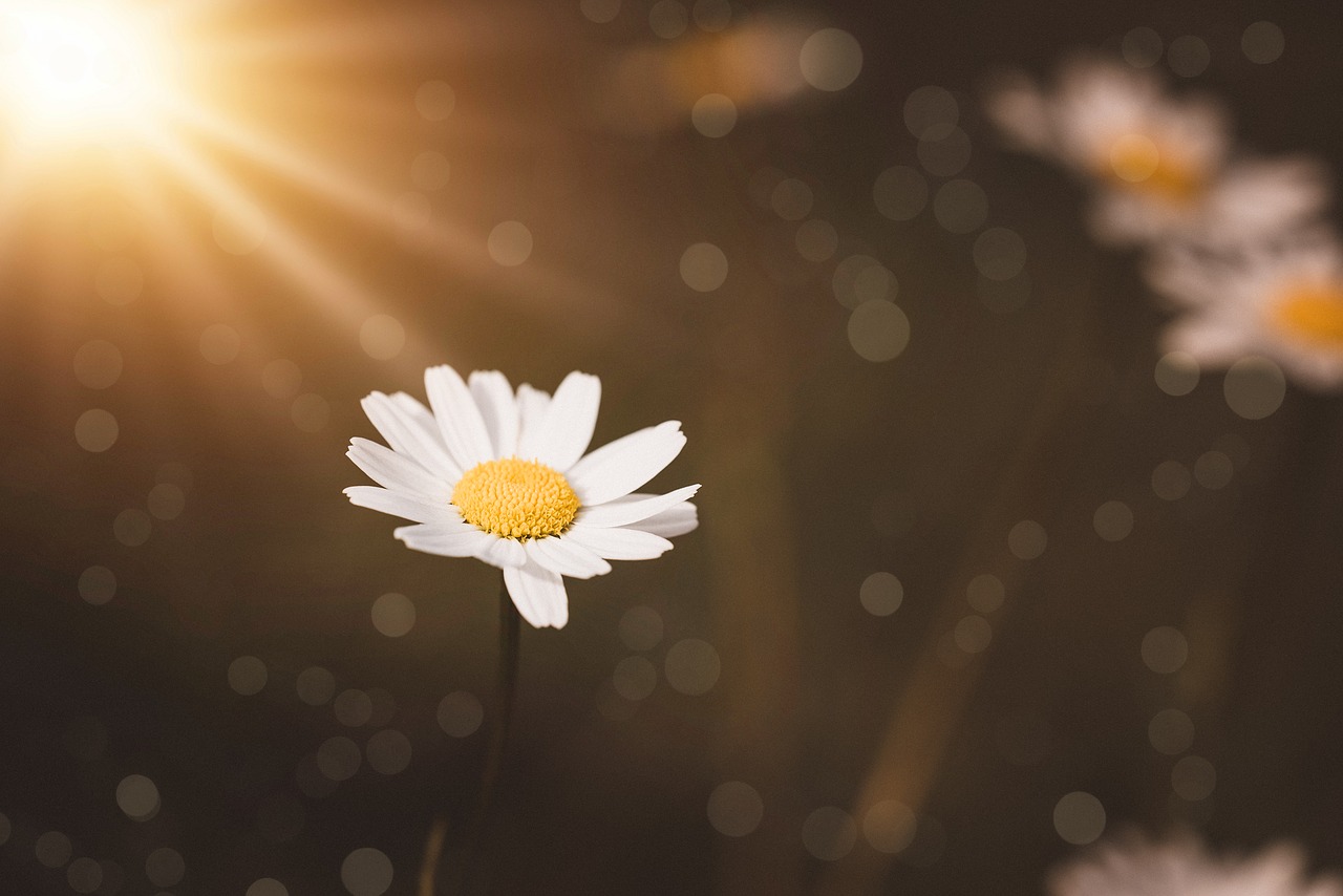 marguerite  white  meadow margerite free photo