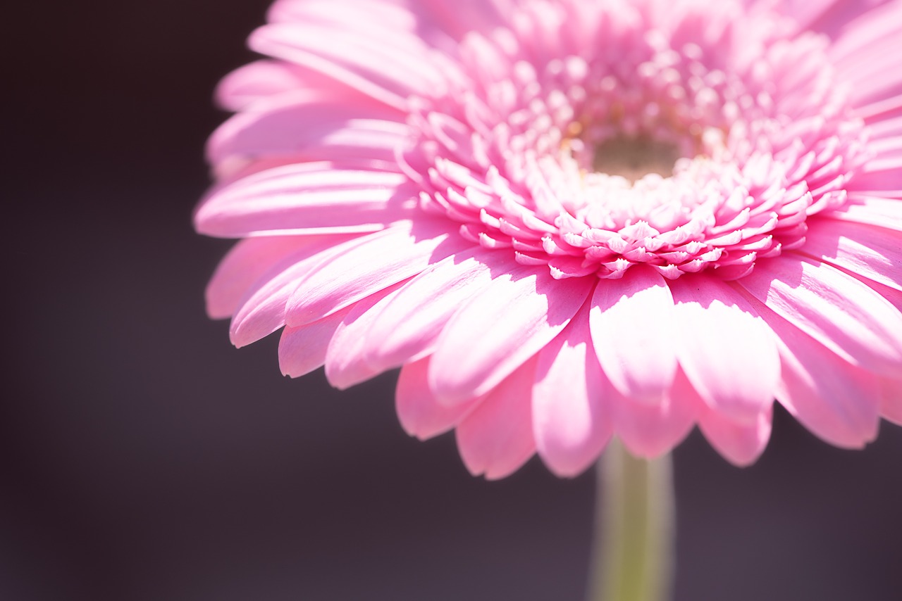 marguerite  pink  pink daisy free photo