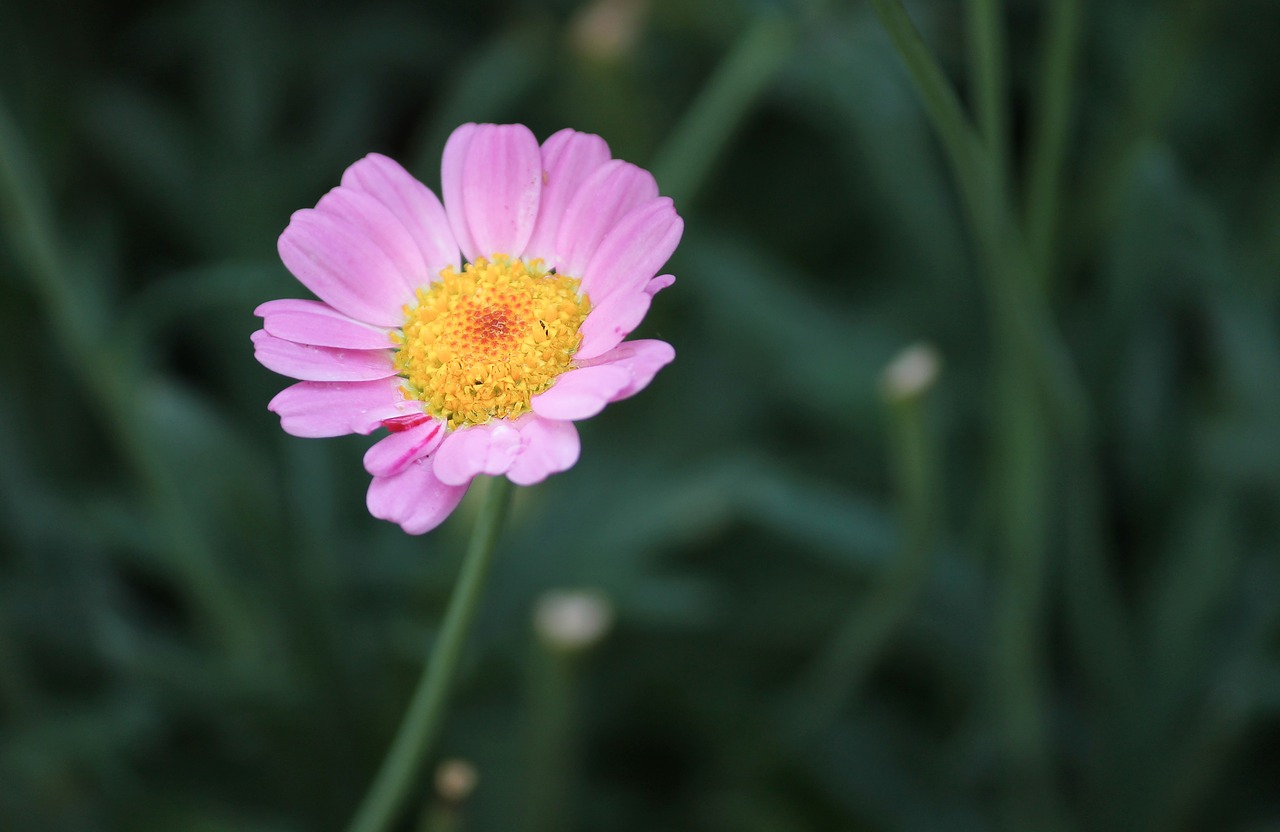 marguerite  pink  individually free photo