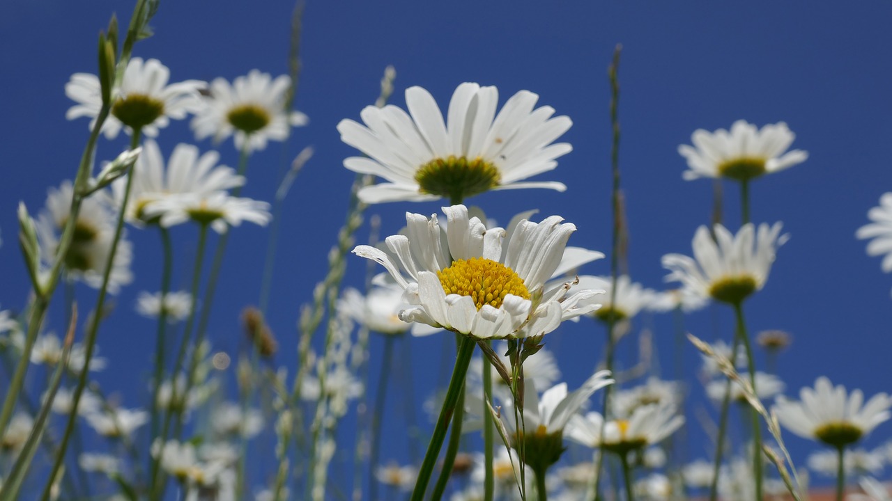 marguerite  flower  plant free photo