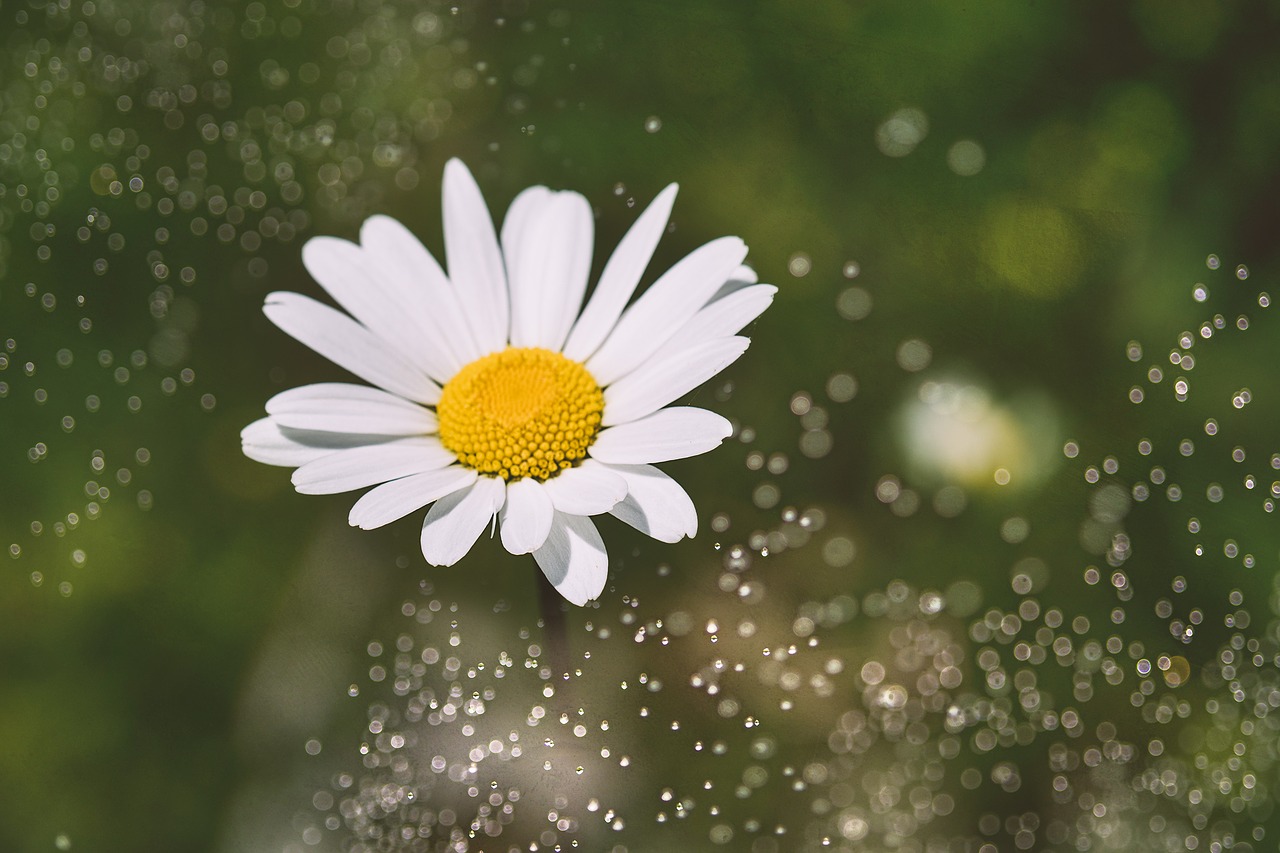 marguerite  flower  white free photo