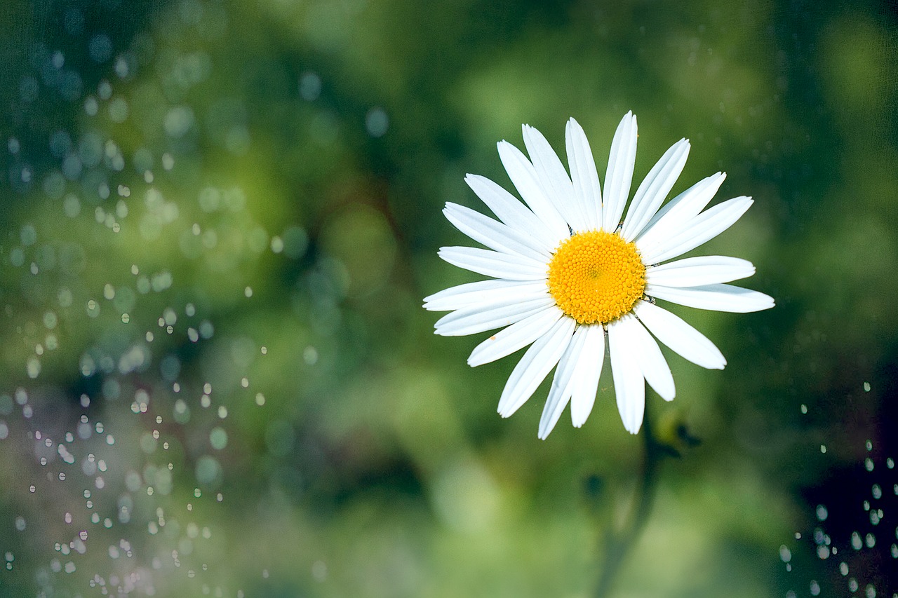 marguerite  flower  pointed flower free photo