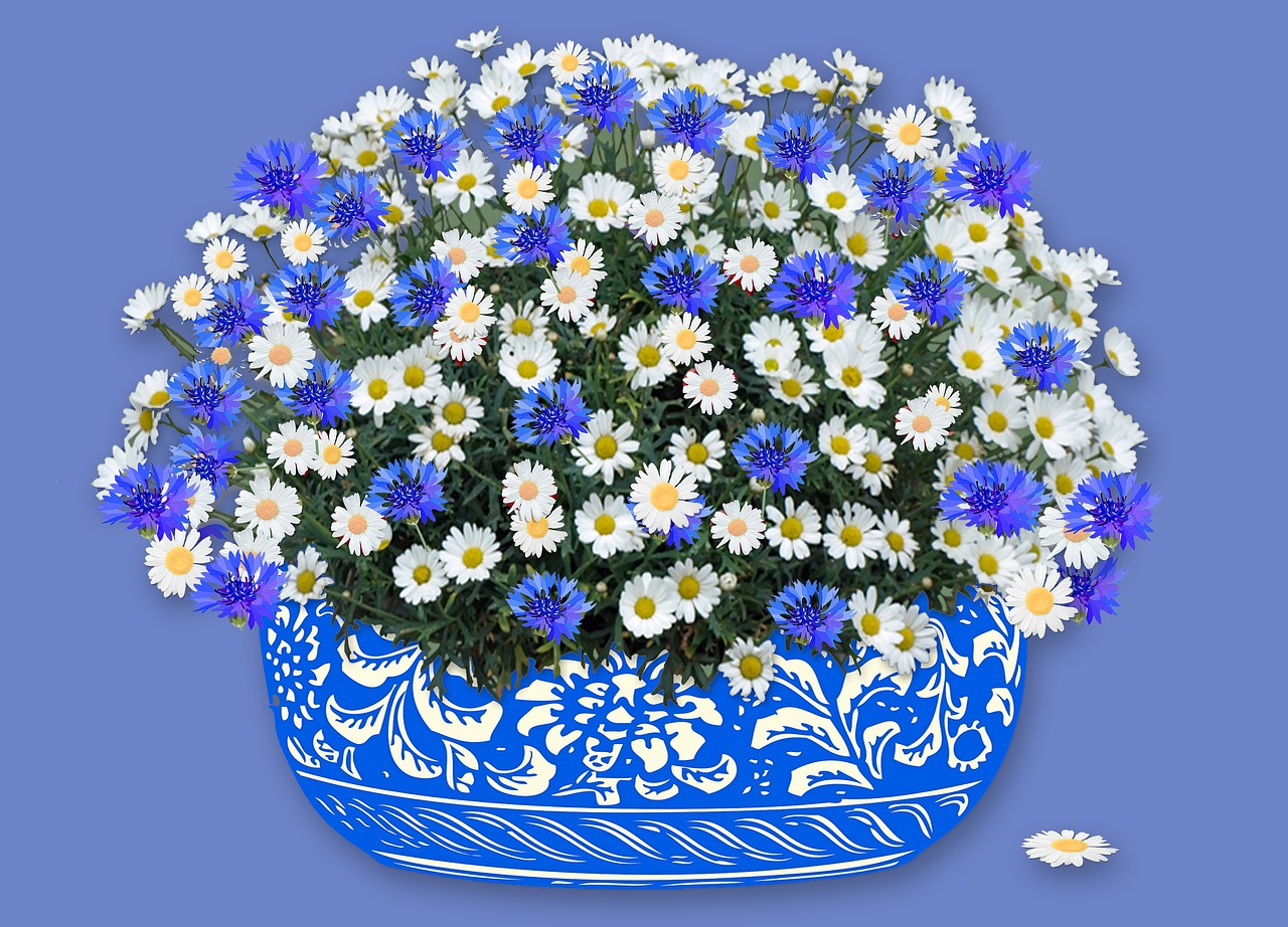 marguerite  cornflower  vase free photo