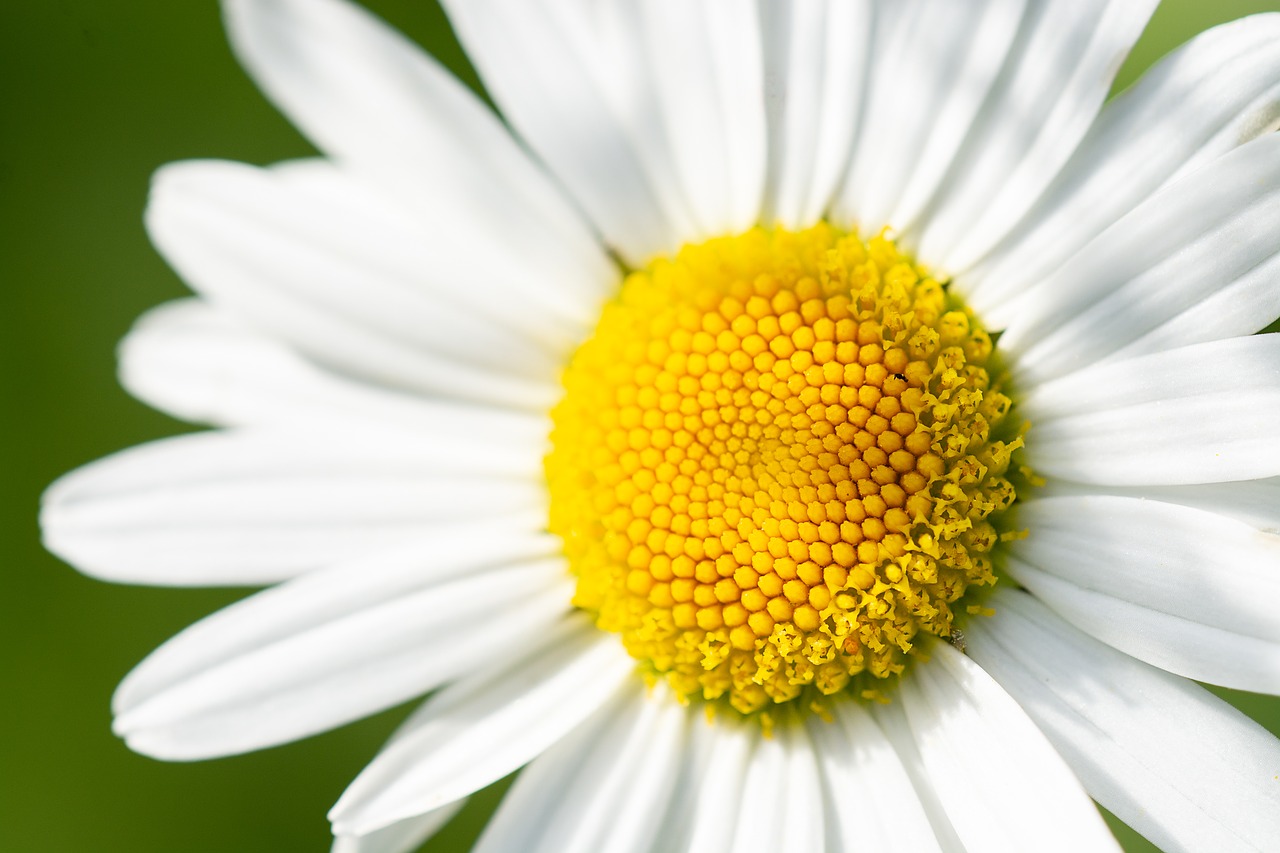 marguerite  flower  white free photo