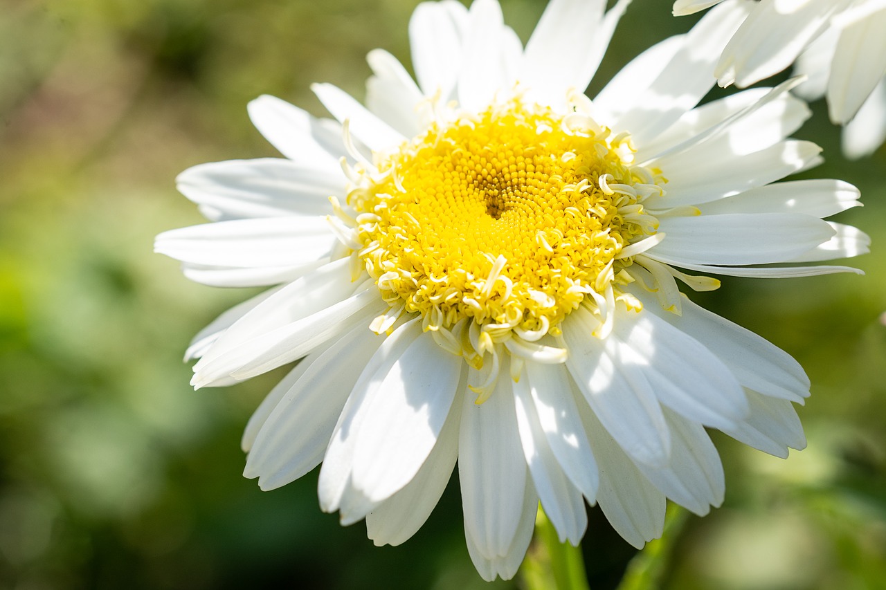 marguerite  flower  white free photo