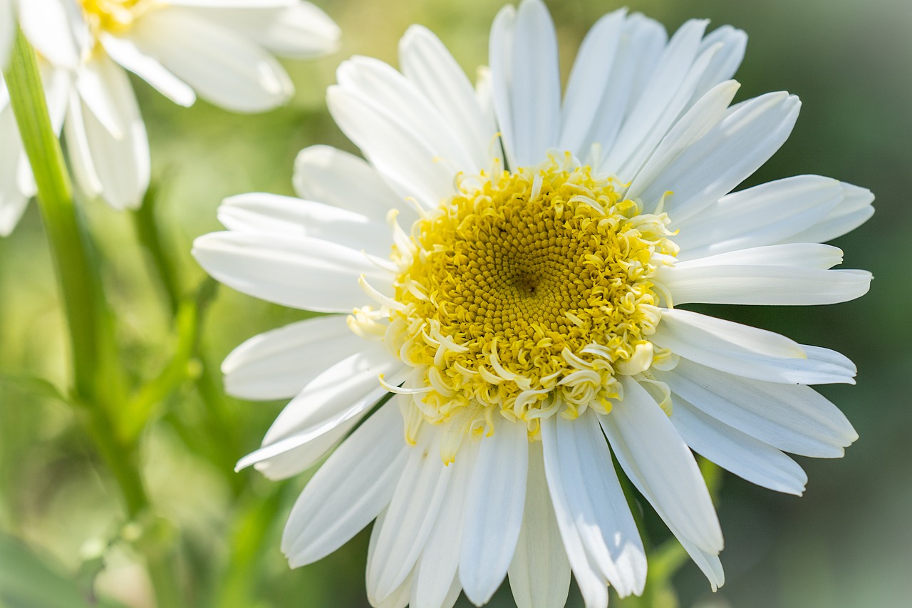 marguerite  flower  white free photo