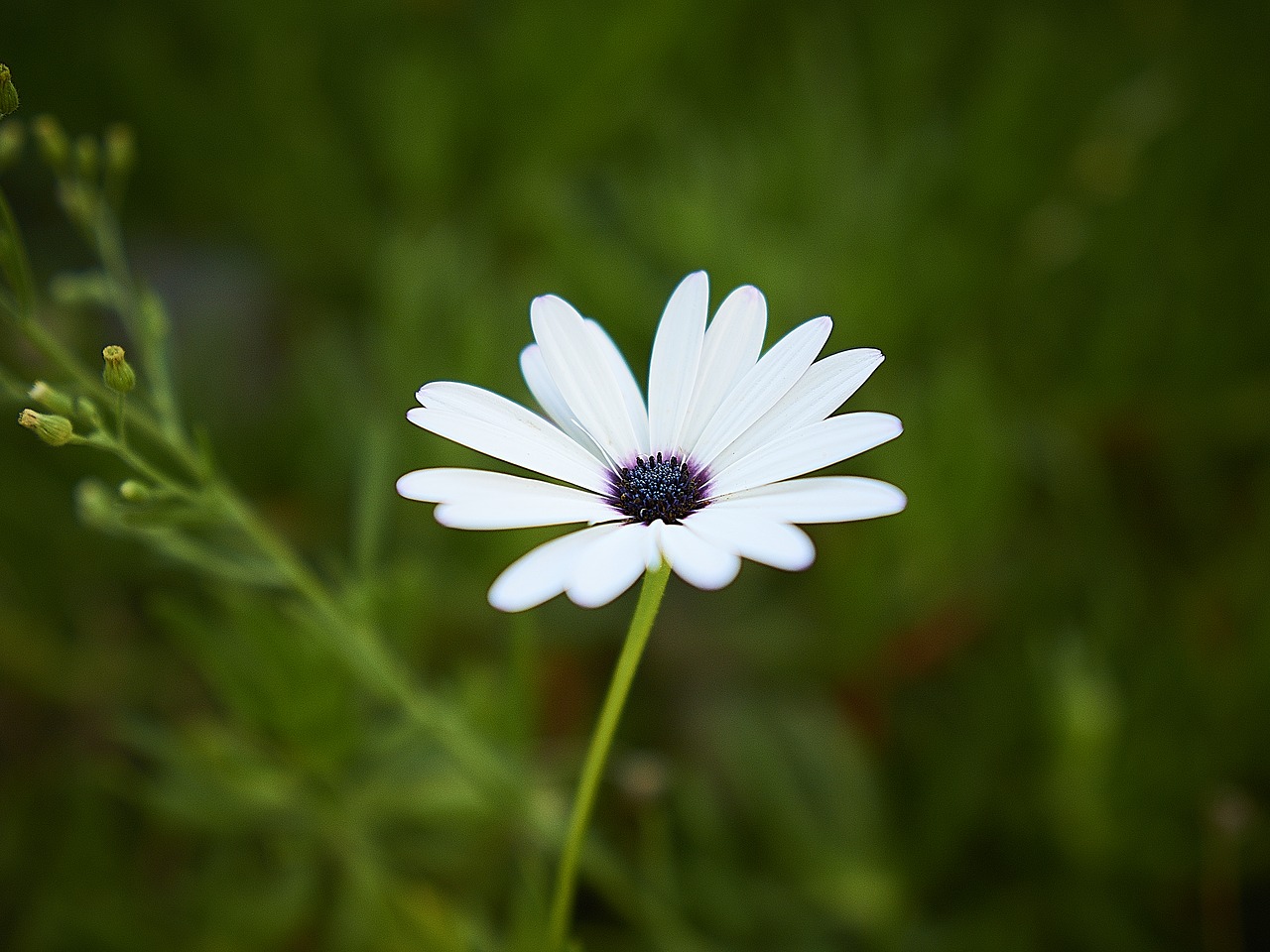 marguerite  flower  garden free photo