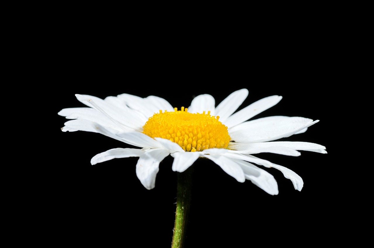 marguerite summer blossom free photo