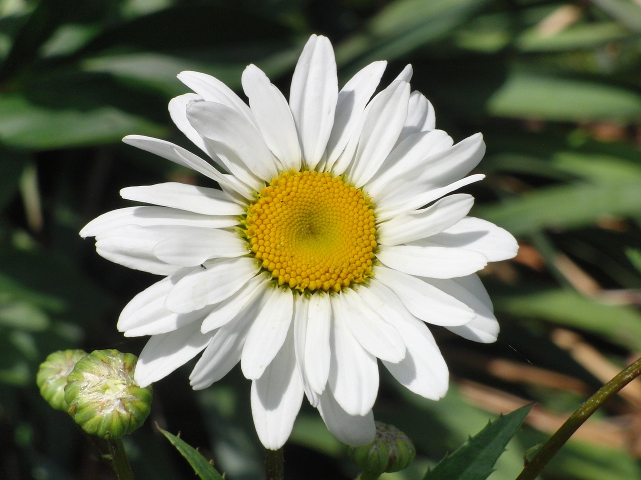 marguerite flower blossom free photo