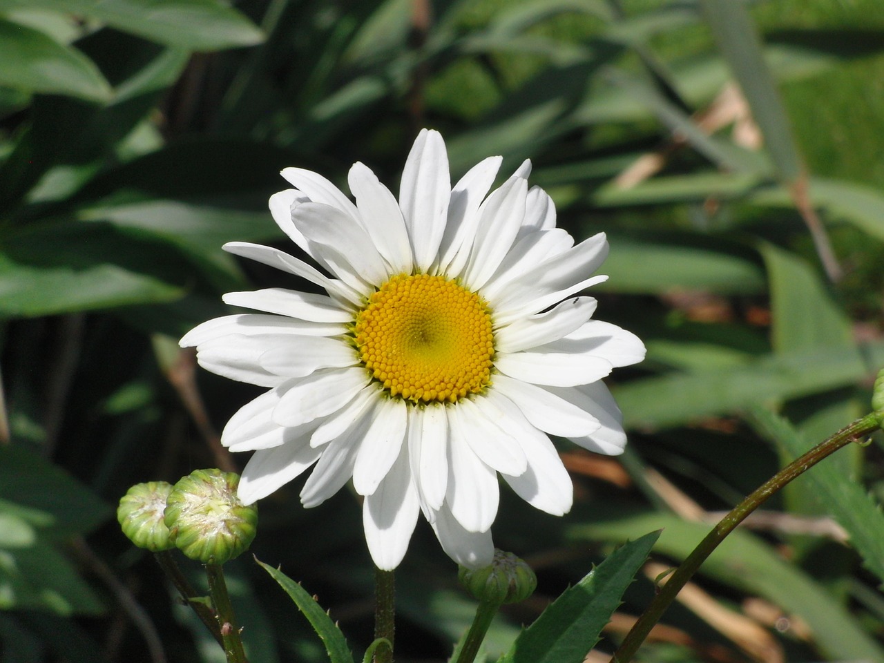 marguerite flower blossom free photo