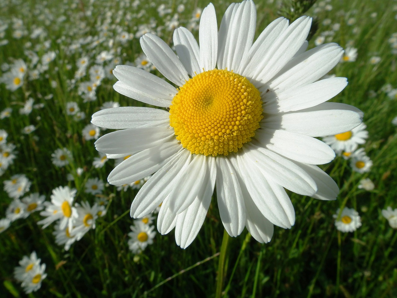 marguerite flower bloom free photo